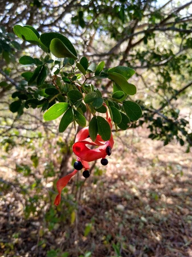 Pithecellobium diversifolium fruit