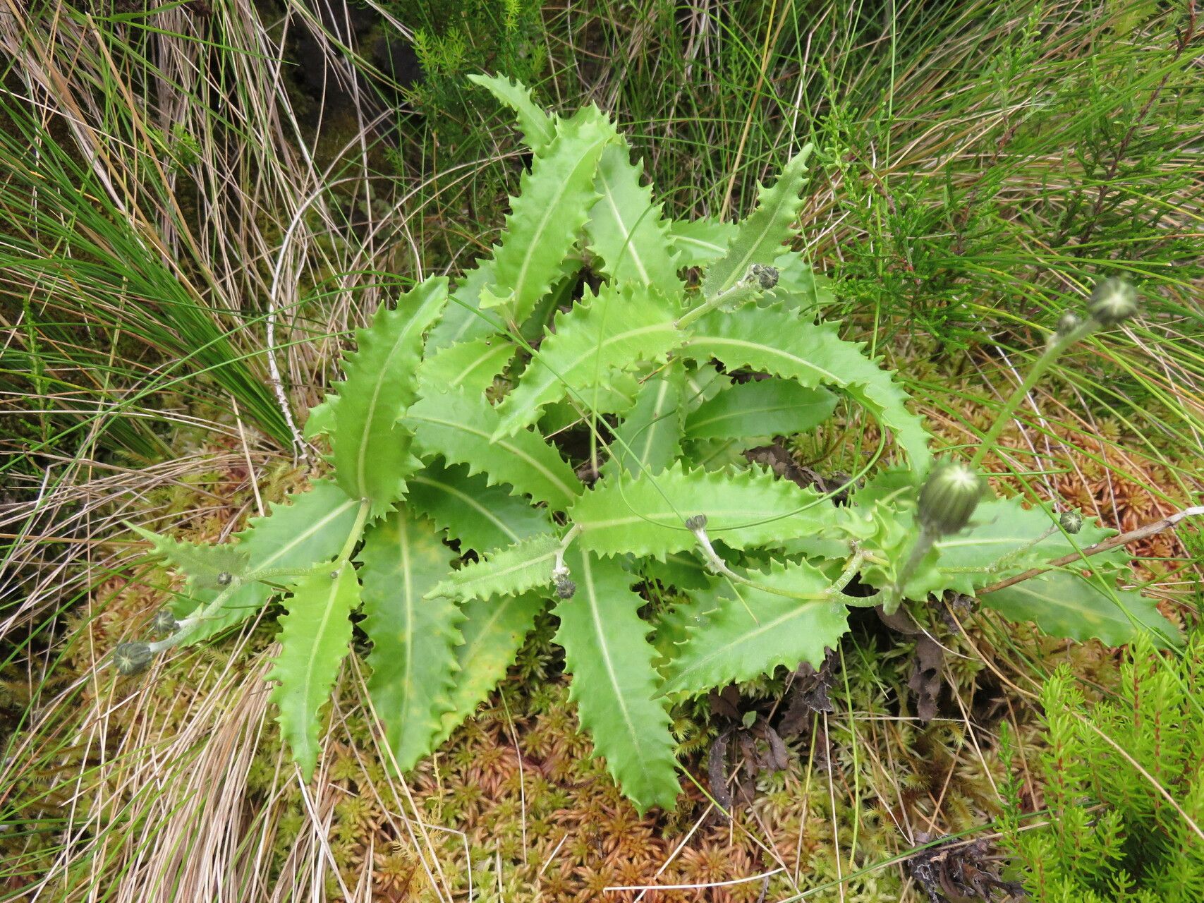 Tolpis santosii leaf