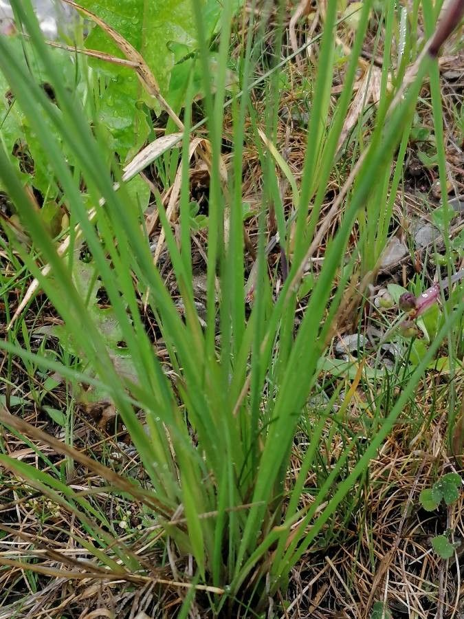 Sisyrinchium montanum — search result for 'Iris'