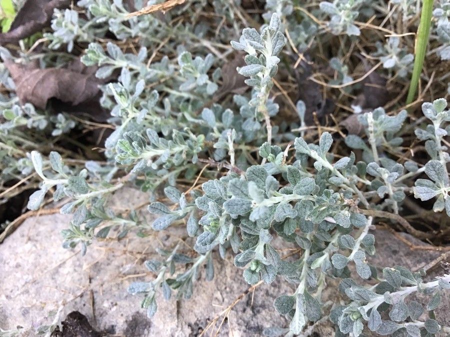 Teucrium thymifolium — search result for 'Teucrium'