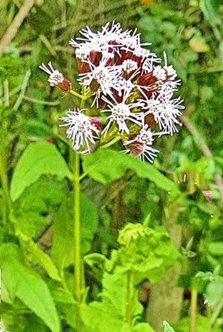 Aristeguietia salvia — houseplant care guide