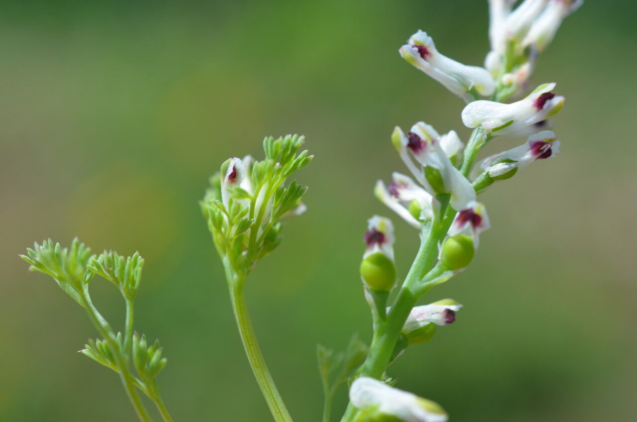 Fumaria parviflora flower