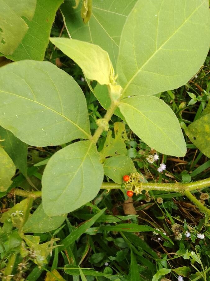 Solanum jamaicense leaf