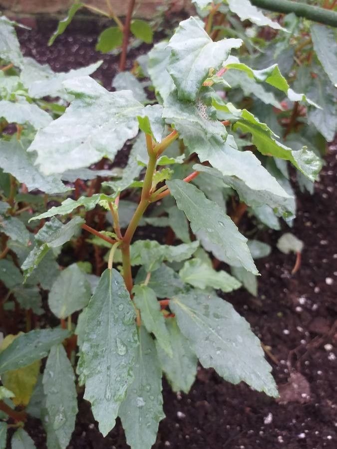 Begonia cubensis — search result for 'Begoniaceae'