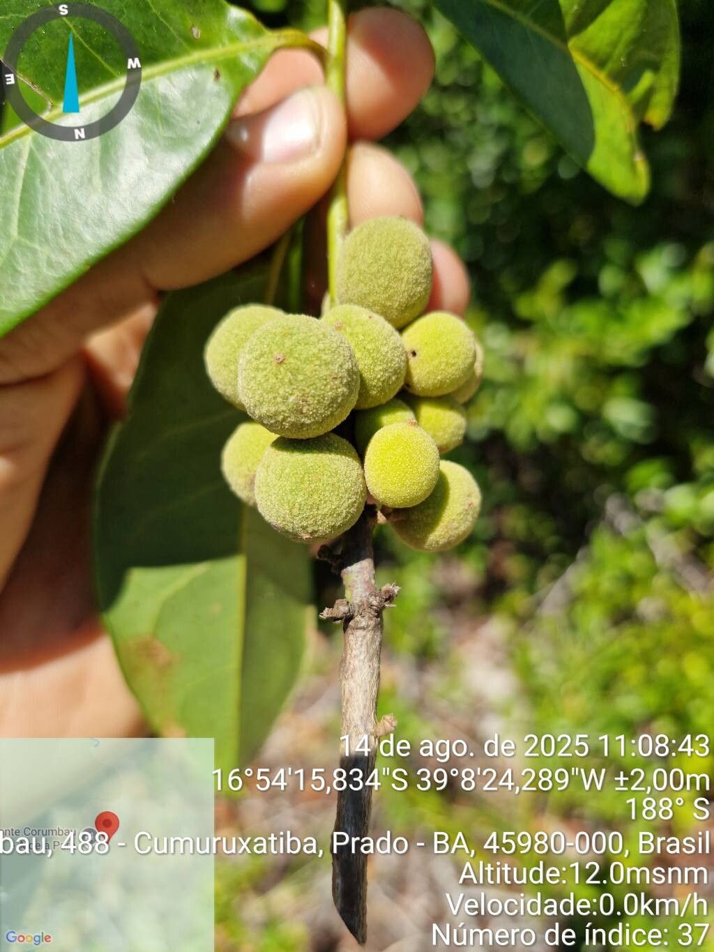 Pera heteranthera fruit