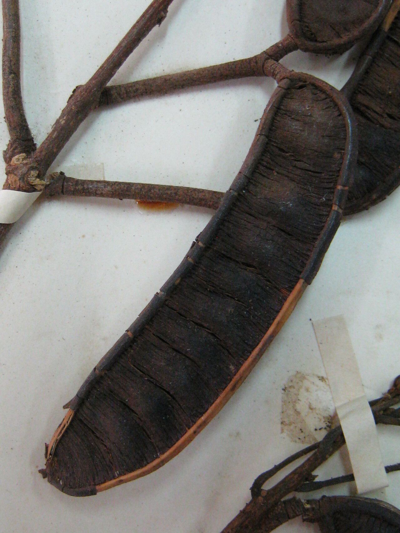 Albizia pedicellaris — houseplant care guide