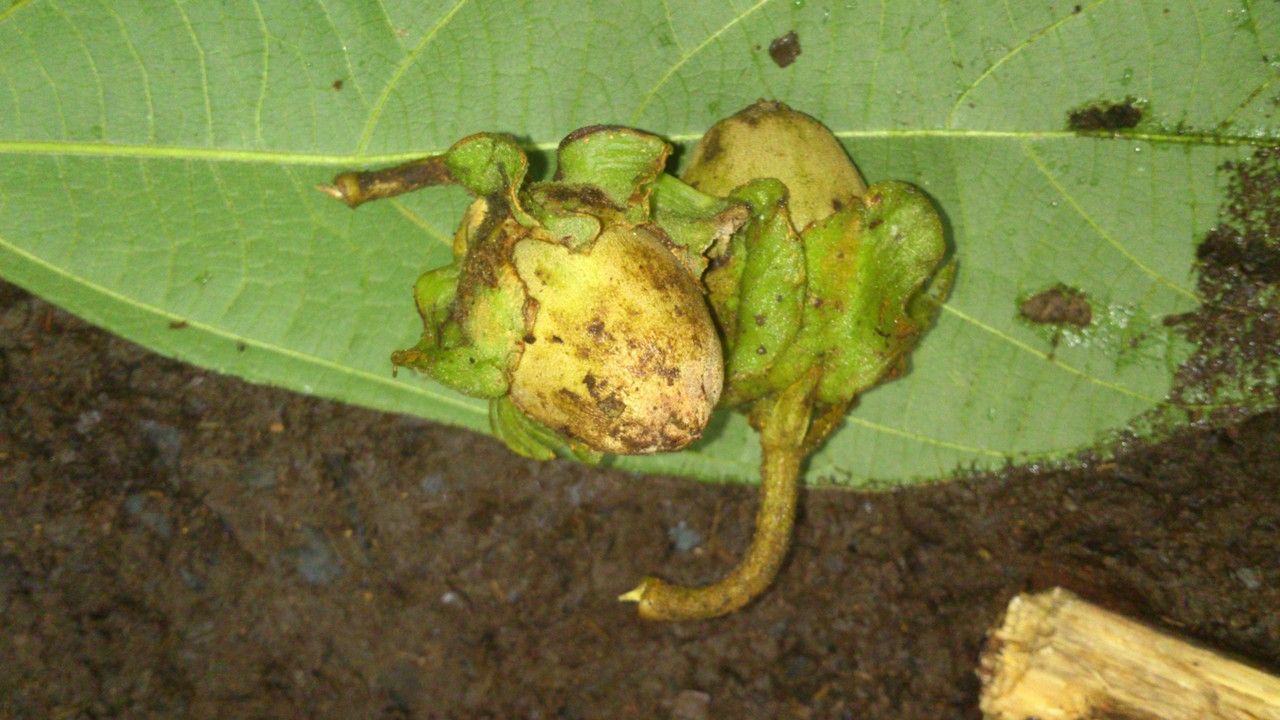 Matisia pacifica fruit
