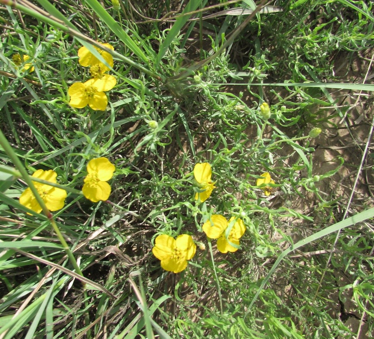 Zinnia grandiflora habit