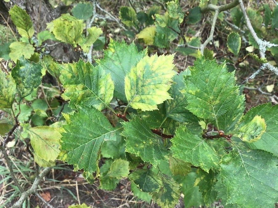 Crataegus pruinosa — search result for 'Crataegus'