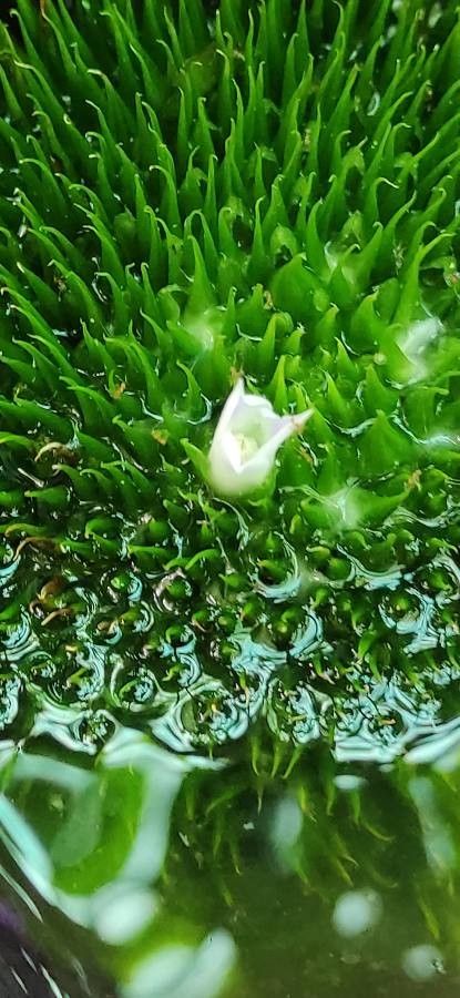 Neoregelia concentrica flower