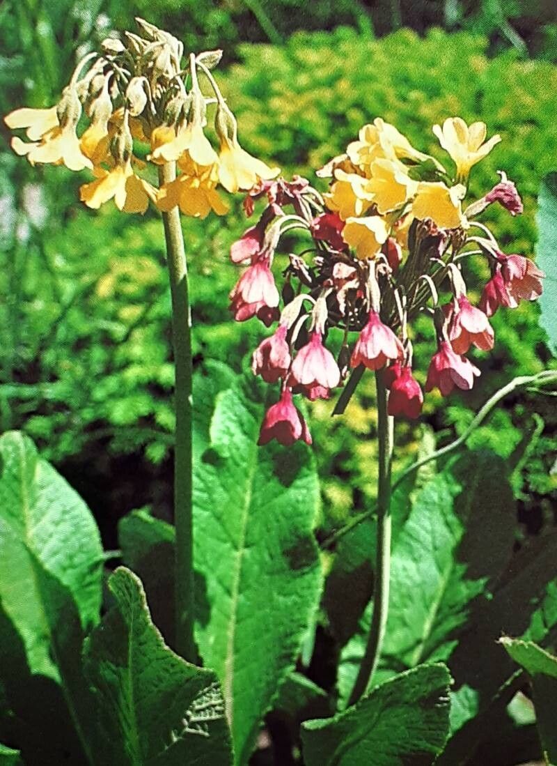 Primula ioessa — houseplant care guide