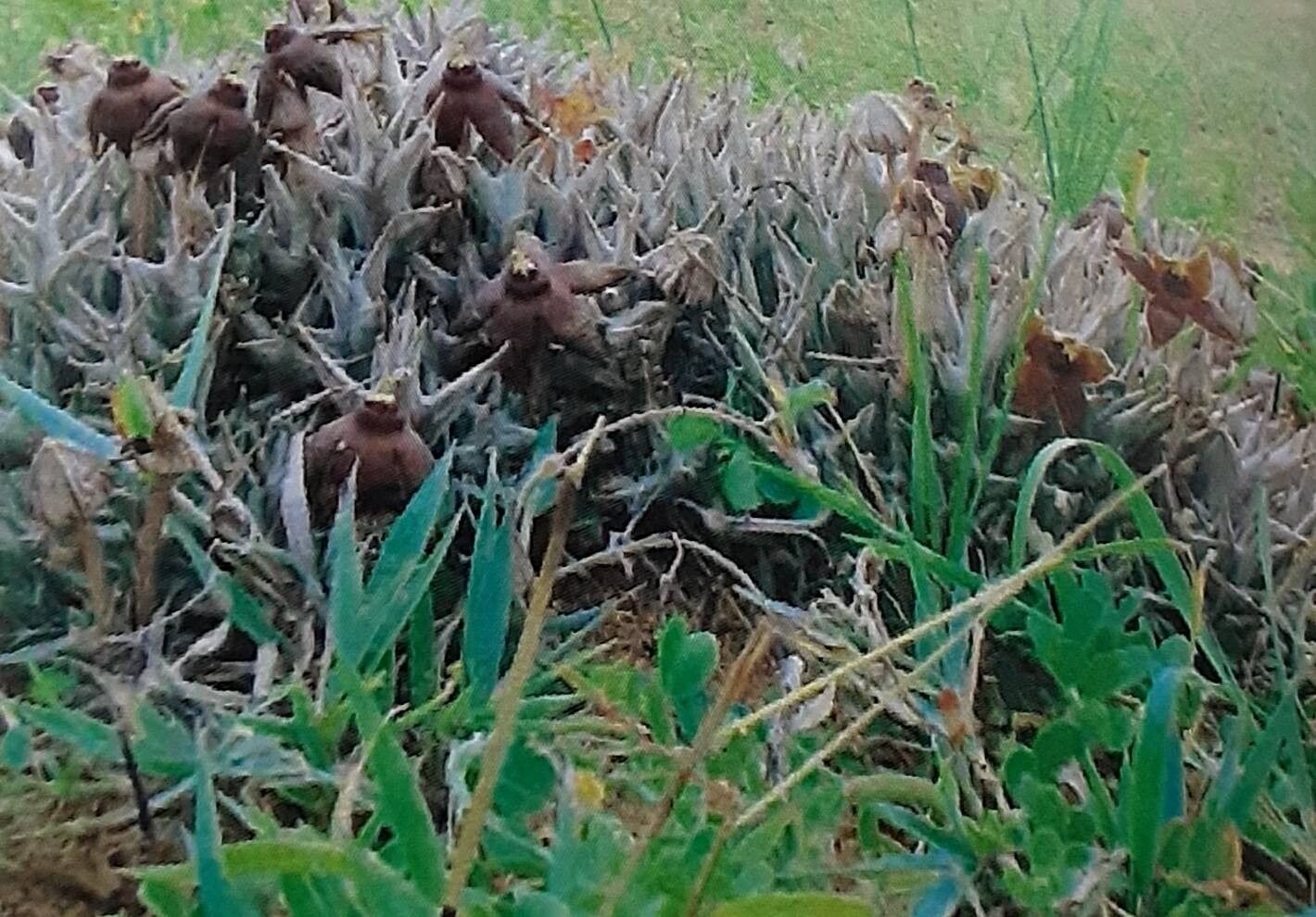 Orbea umbracula habit