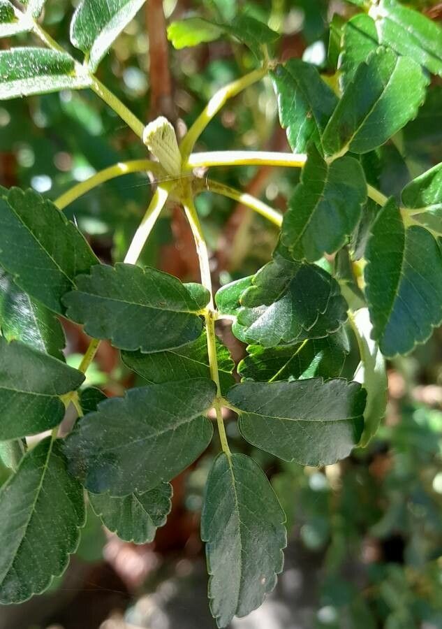 Polylepis australis — related species from the same genus