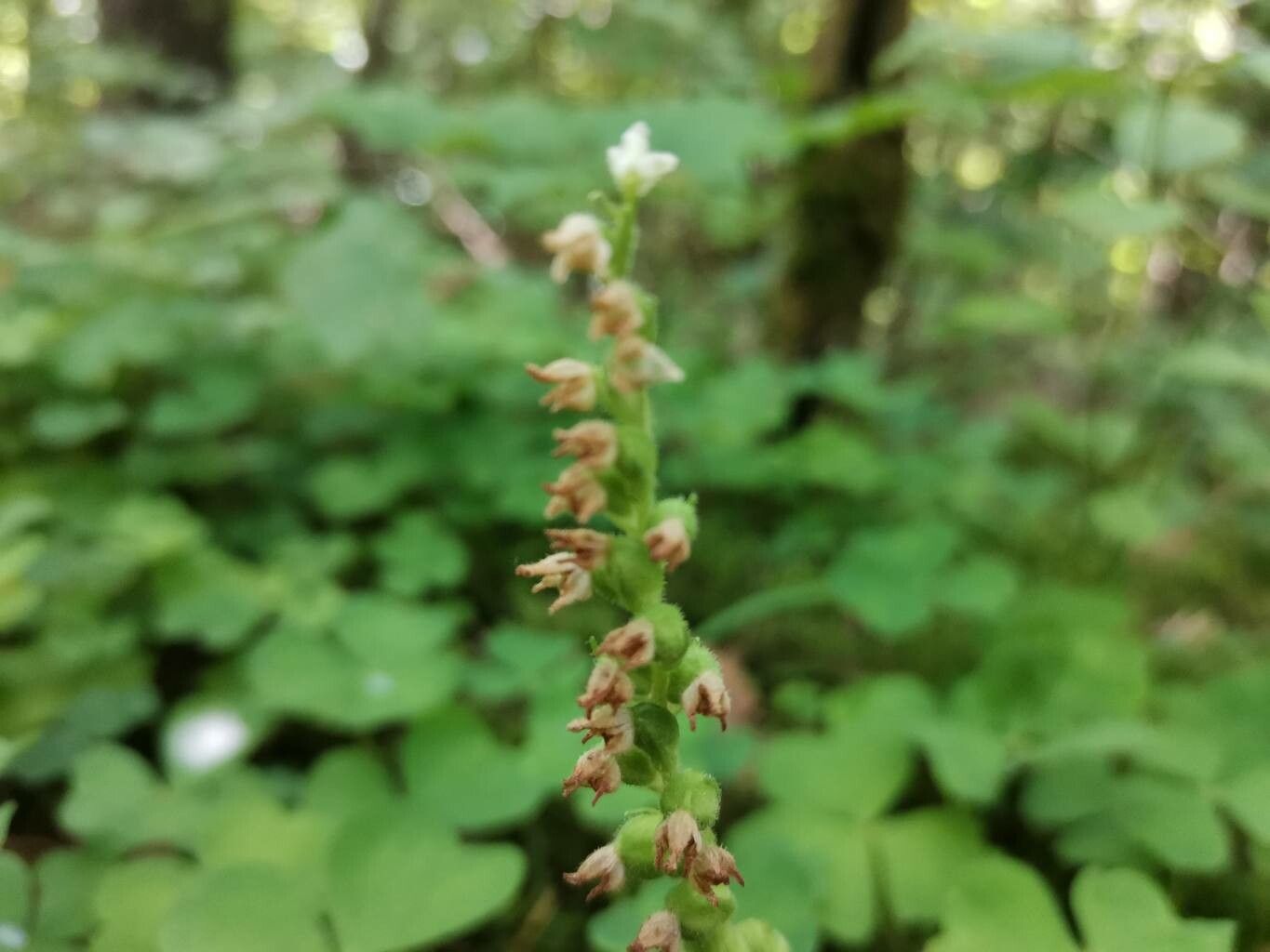 Goodyera repens fruit