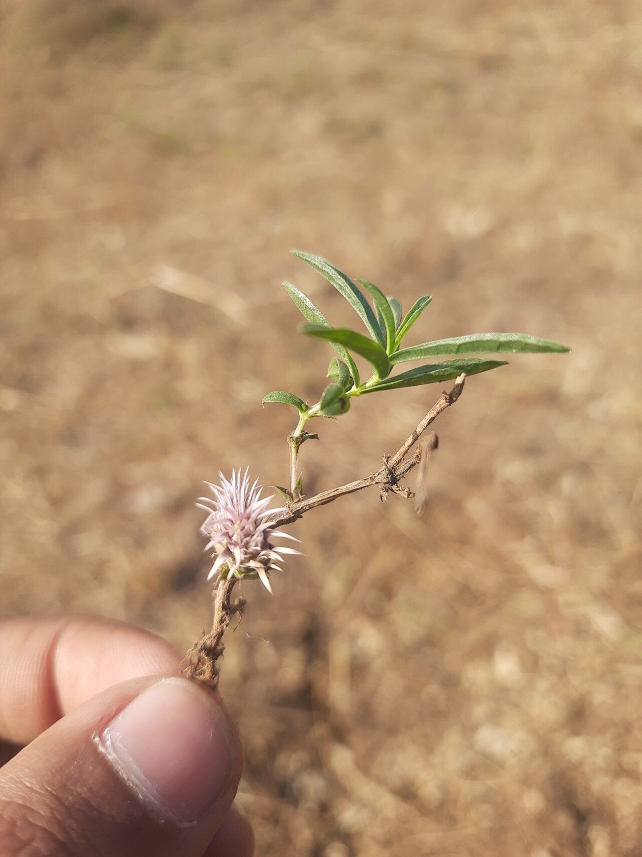 Lepidagathis trinervis — houseplant care guide