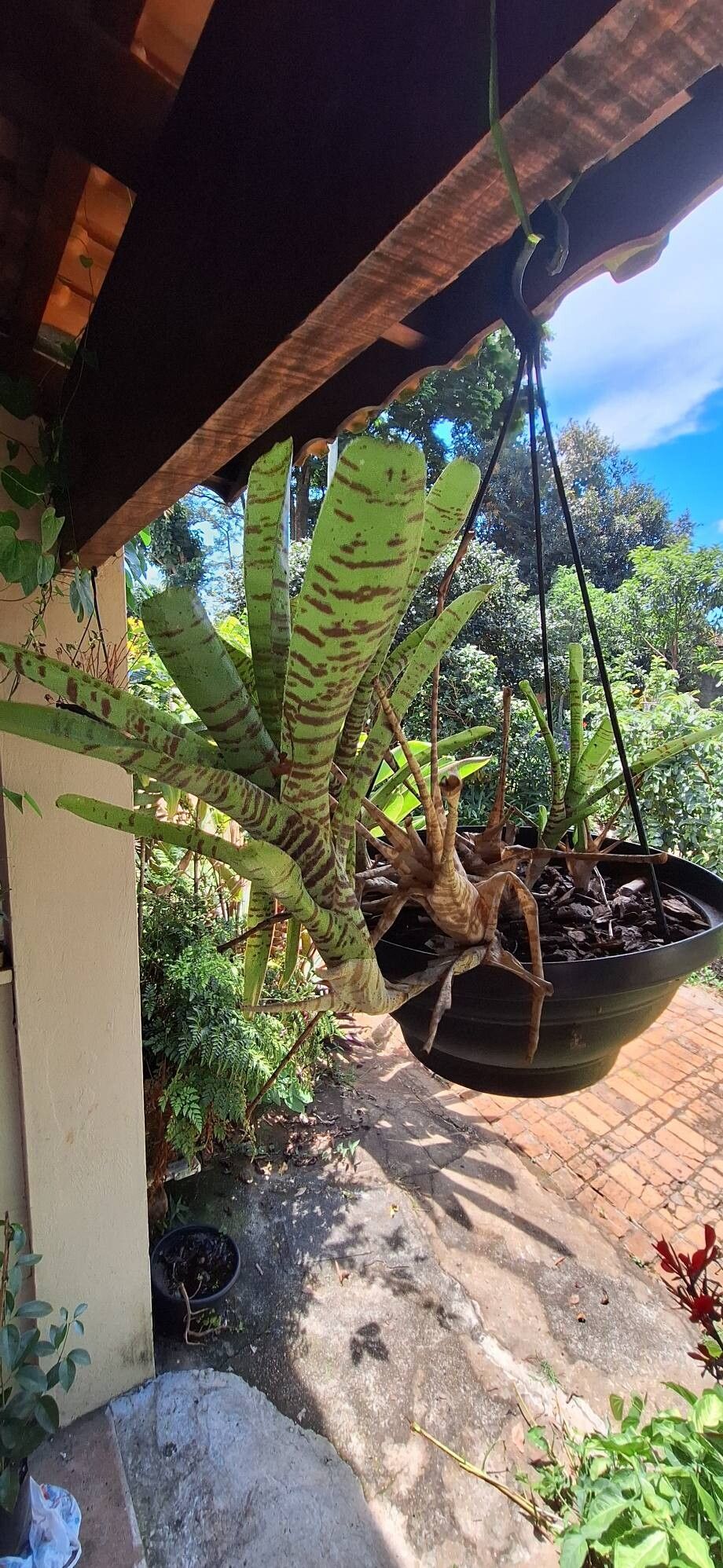 Neoregelia tigrina habit