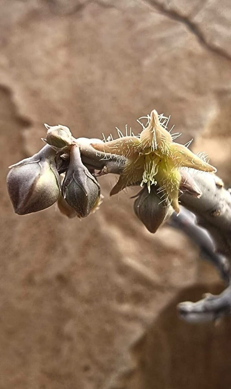 Caralluma sinaica flower