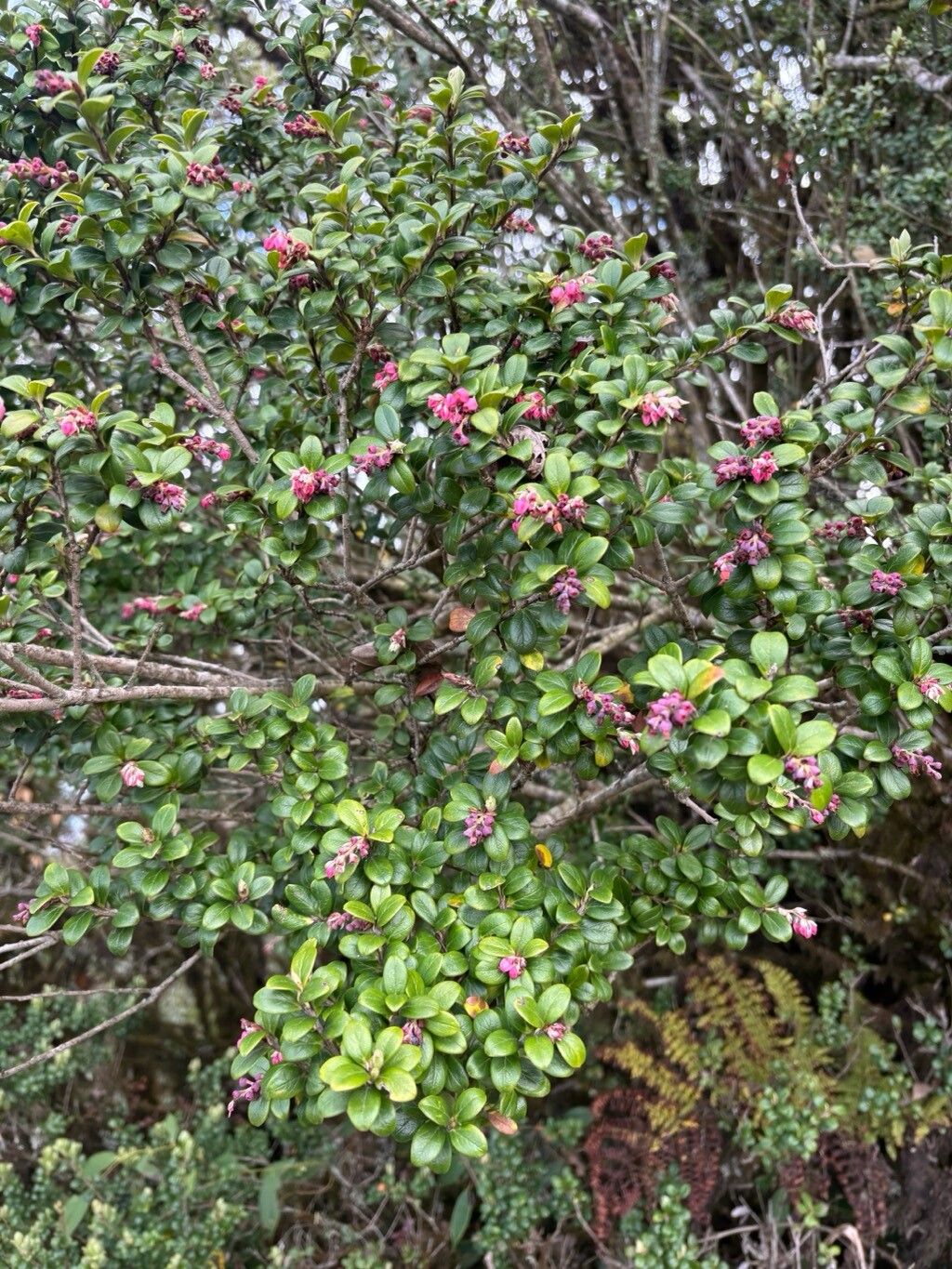 Vaccinium retusum flower