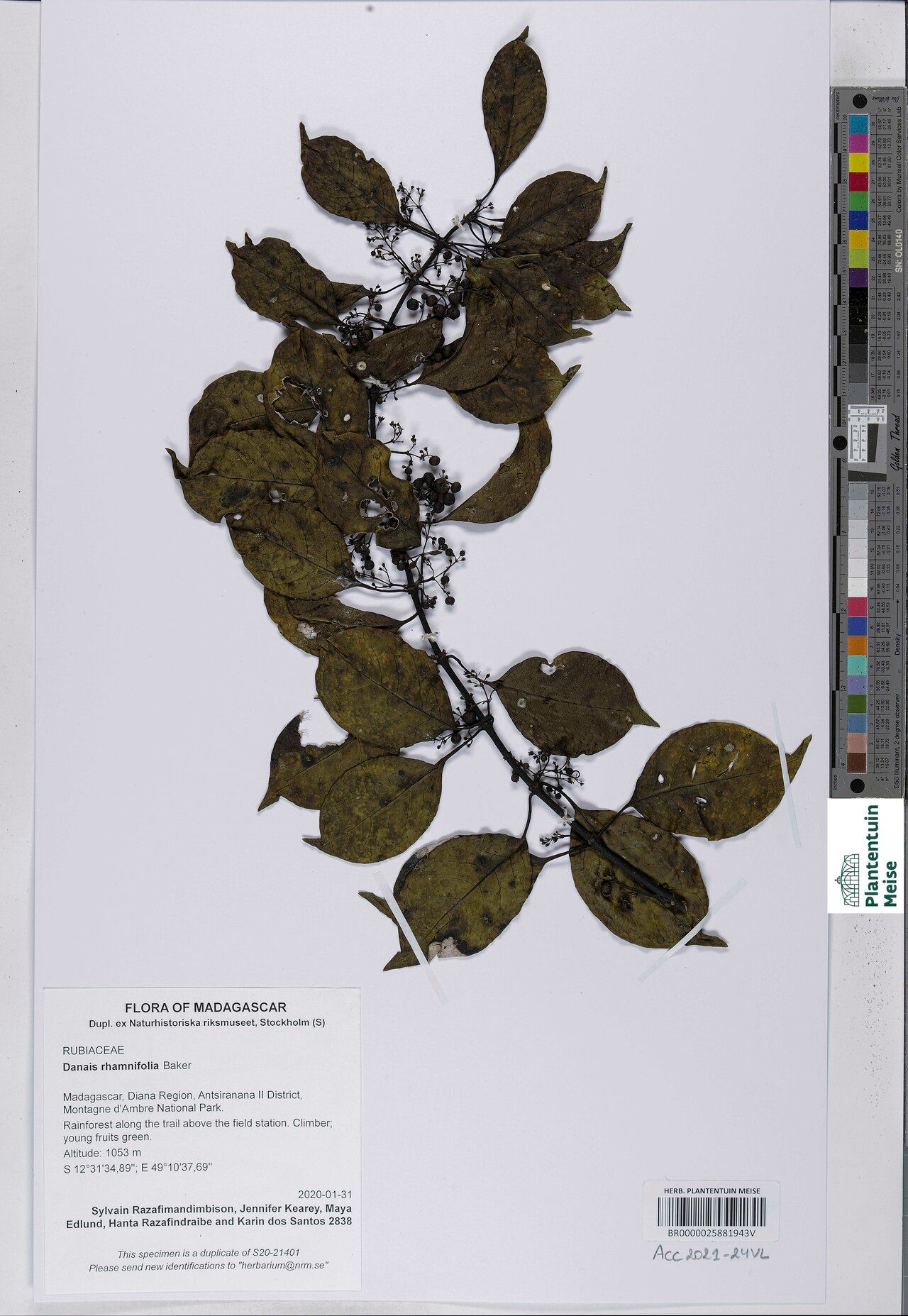 Danais rhamnifolia — houseplant care guide