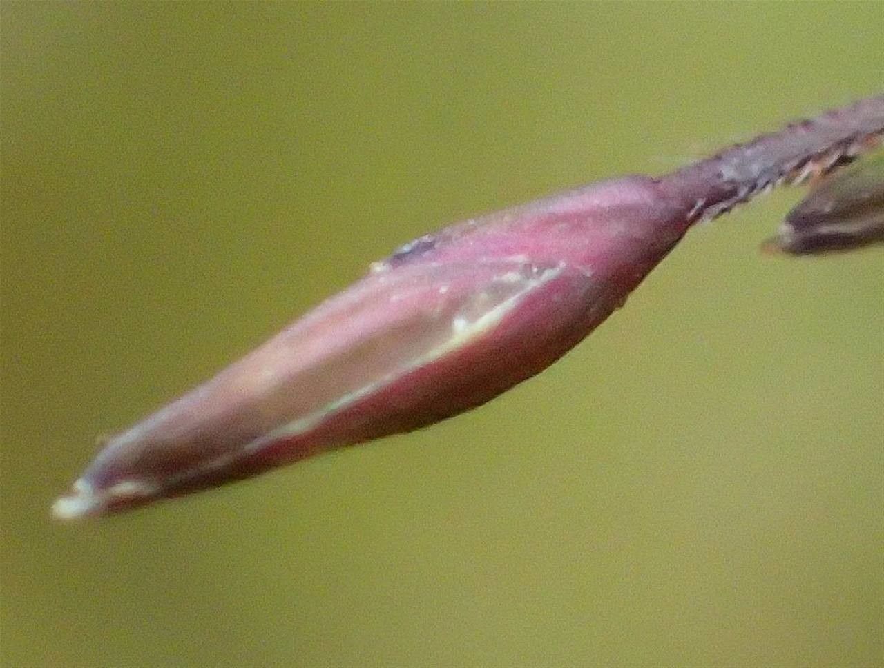 Panicum capillare fruit