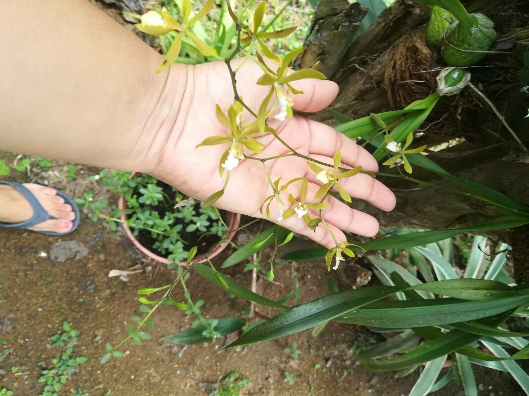 Encyclia tampensis bark