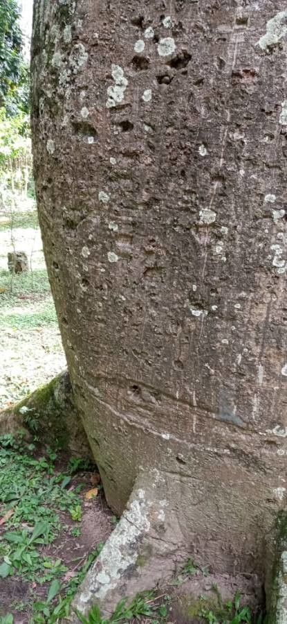 Ceiba erianthos — related species from the same genus