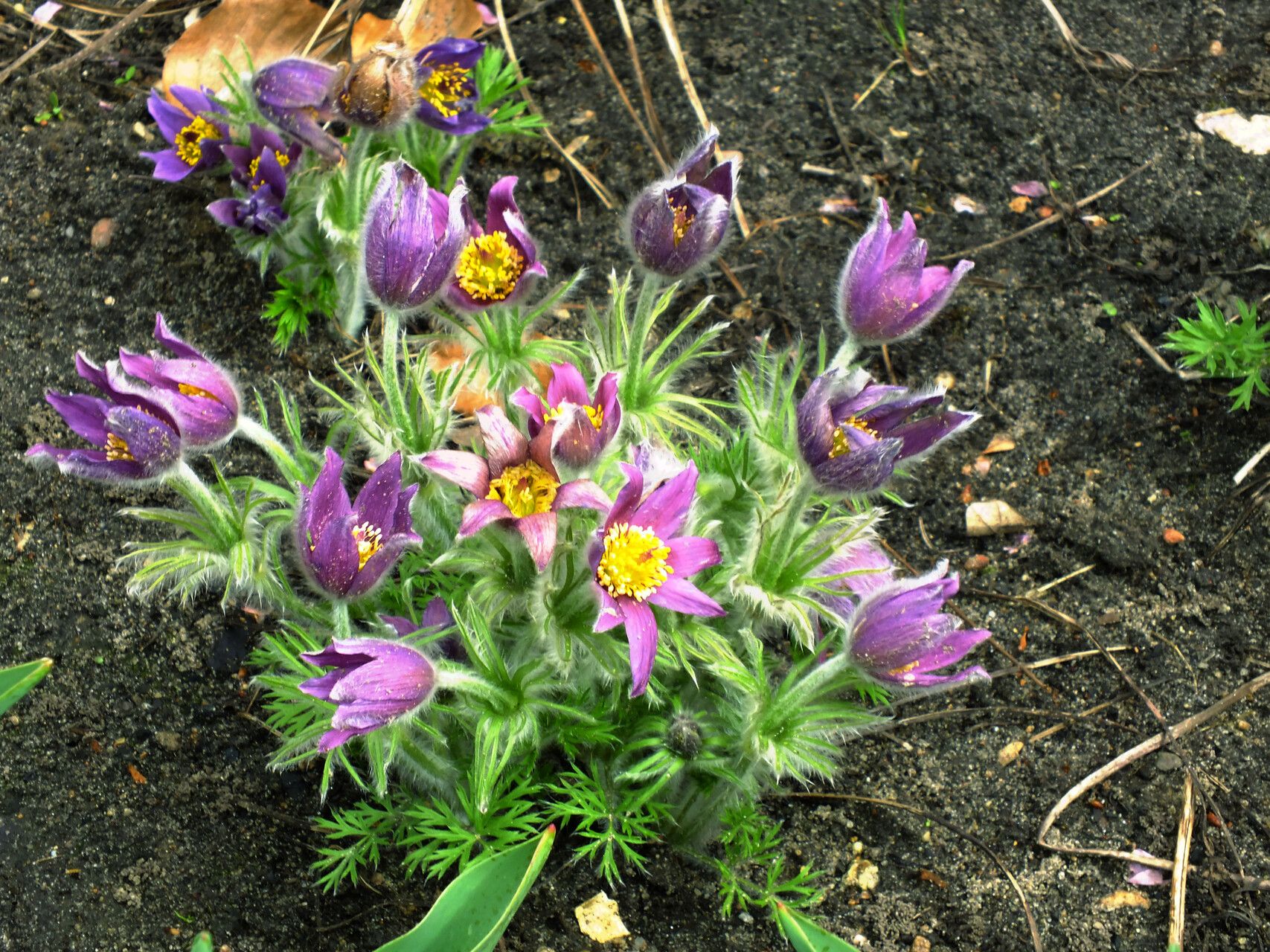 Pulsatilla chinensis habit
