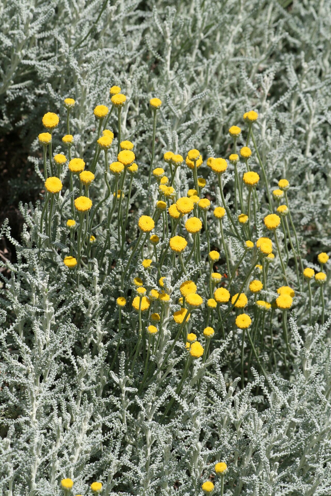 Santolina insularis flower