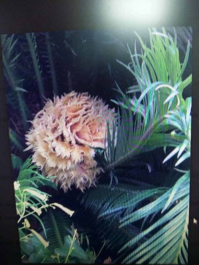 Cycas taitungensis flower