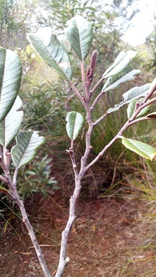 Alphitonia neocaledonica bark