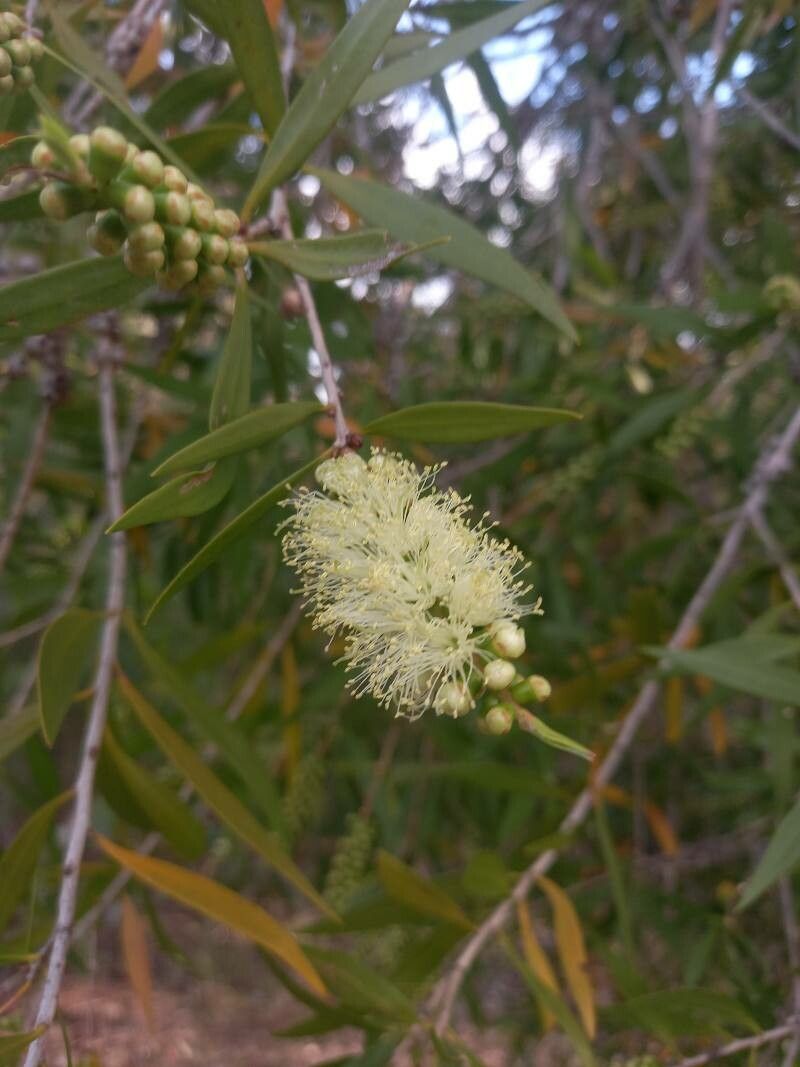 Melaleuca lophantha flower