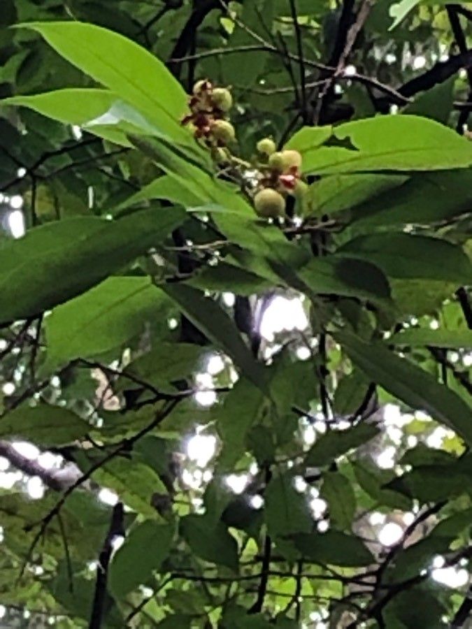 Sarcotheca monophylla — search result for 'Oxalidaceae'