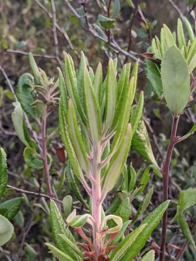 Comarostaphylis diversifolia — search result for 'Ericaceae'
