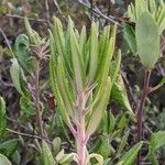 Comarostaphylis diversifolia