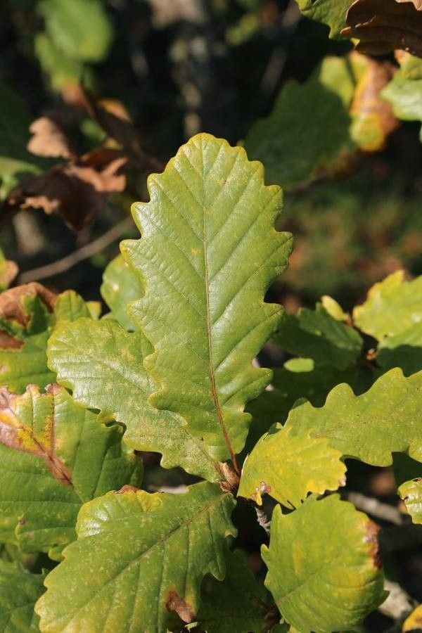 Quercus hartwissiana flower