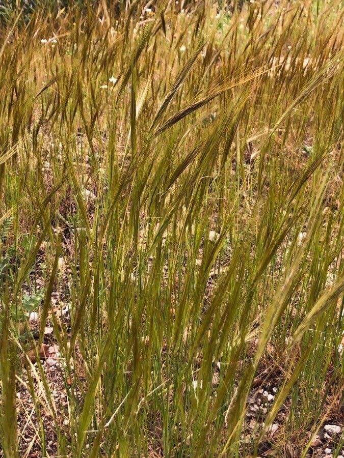Stipa capensis — search result for 'Stipa'