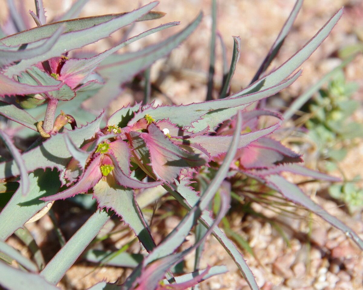 Euphorbia retusa flower