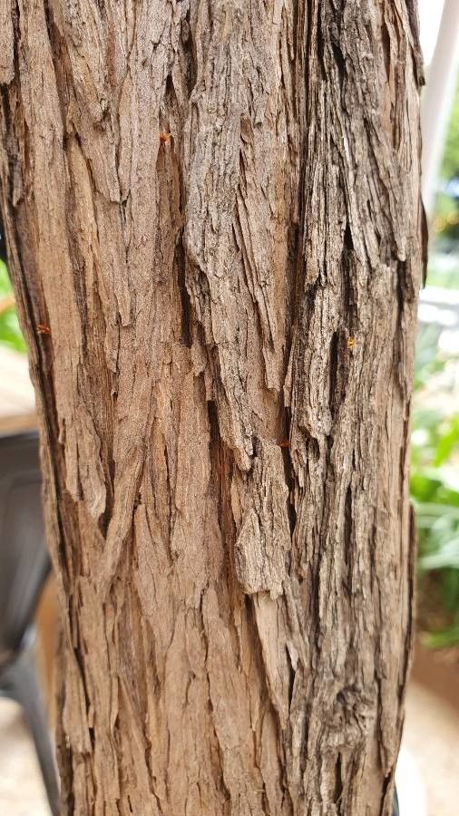Buddleja saligna bark