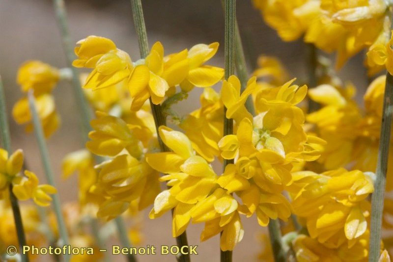 Retama dasycarpa — related species from the same genus