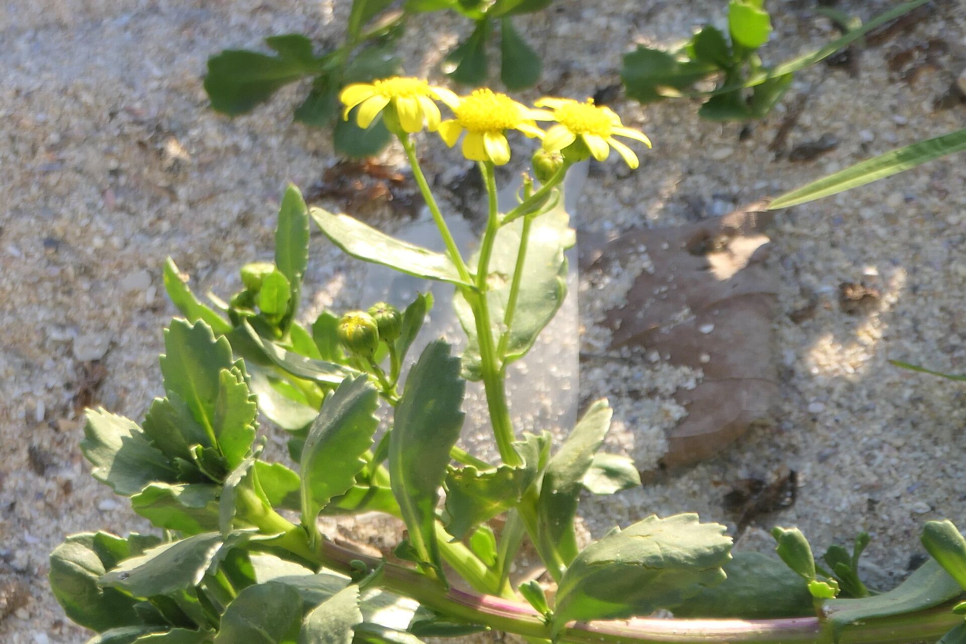 Senecio maritimus flower