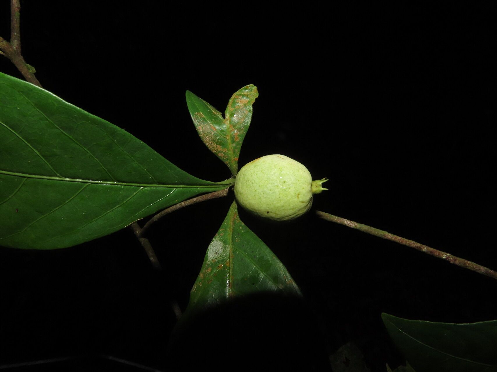 Randia grandifolia fruit