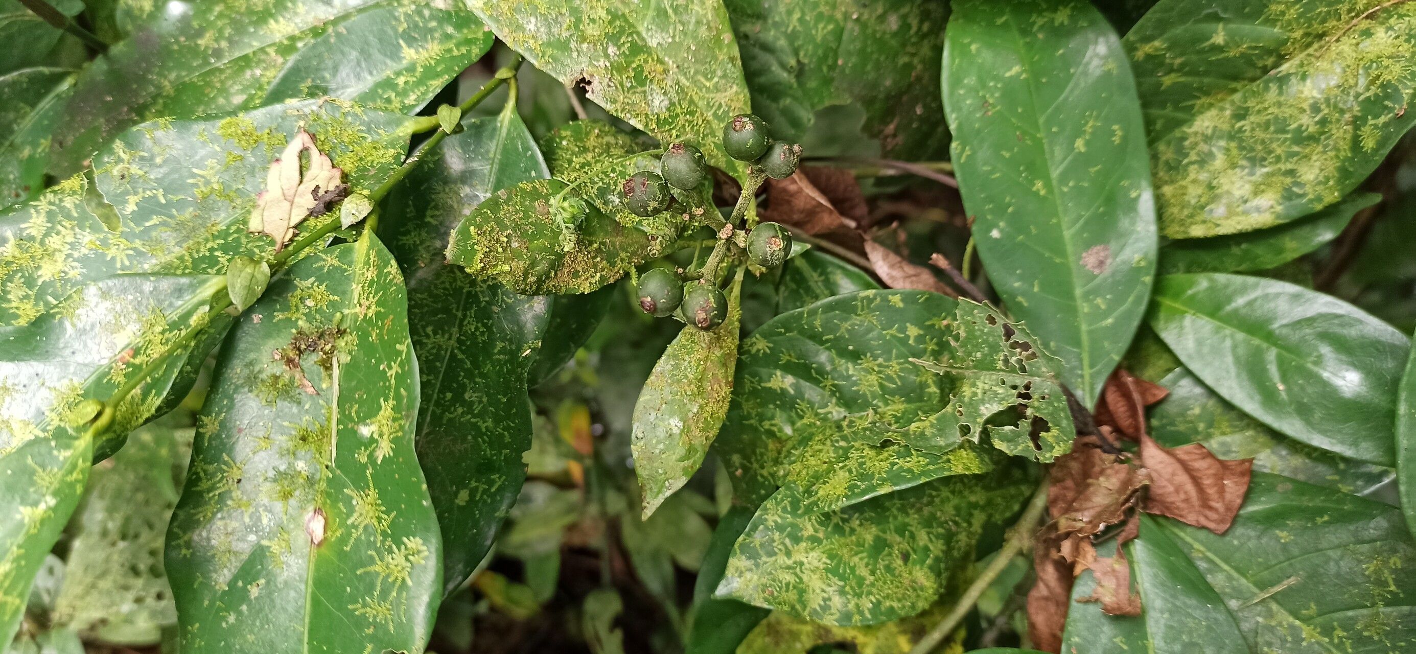 Psychotria aurantiiflora fruit
