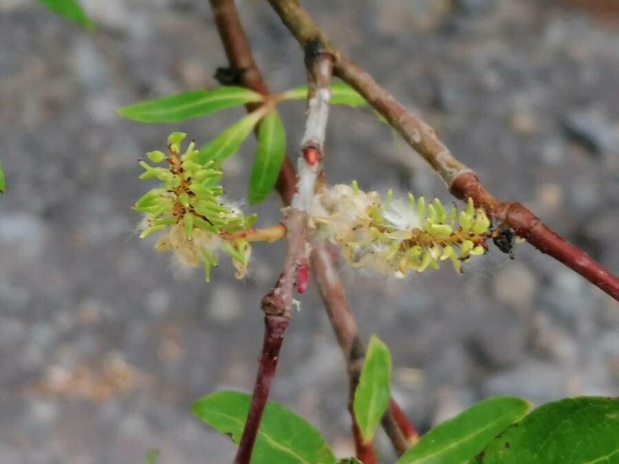 Salix canariensis flower