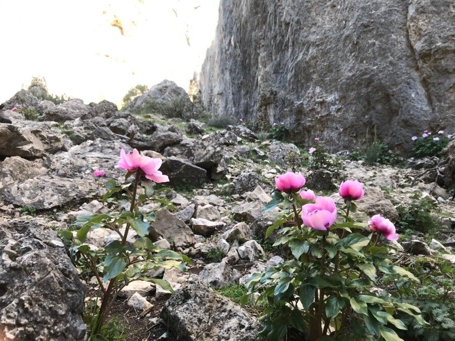 Paeonia broteri leaf