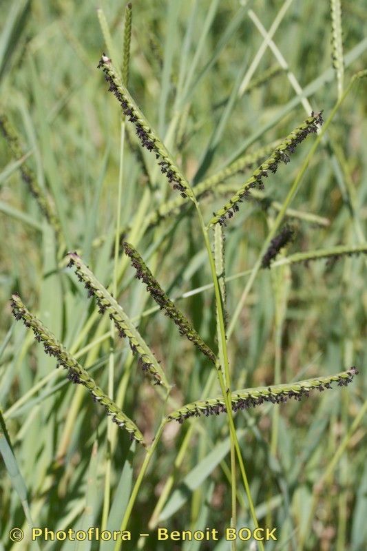 Paspalum paucispicatum fruit
