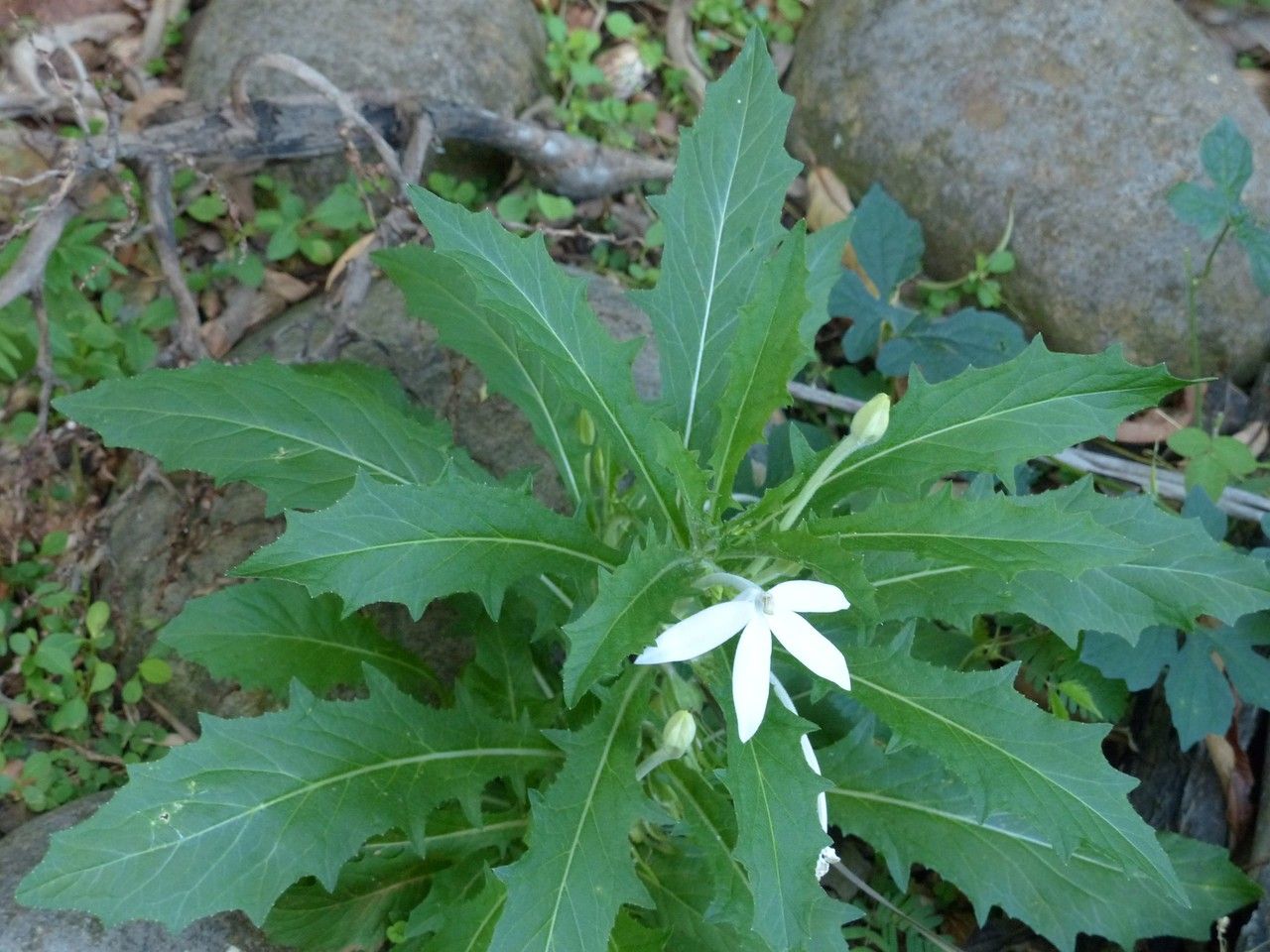Hippobroma longiflora habit
