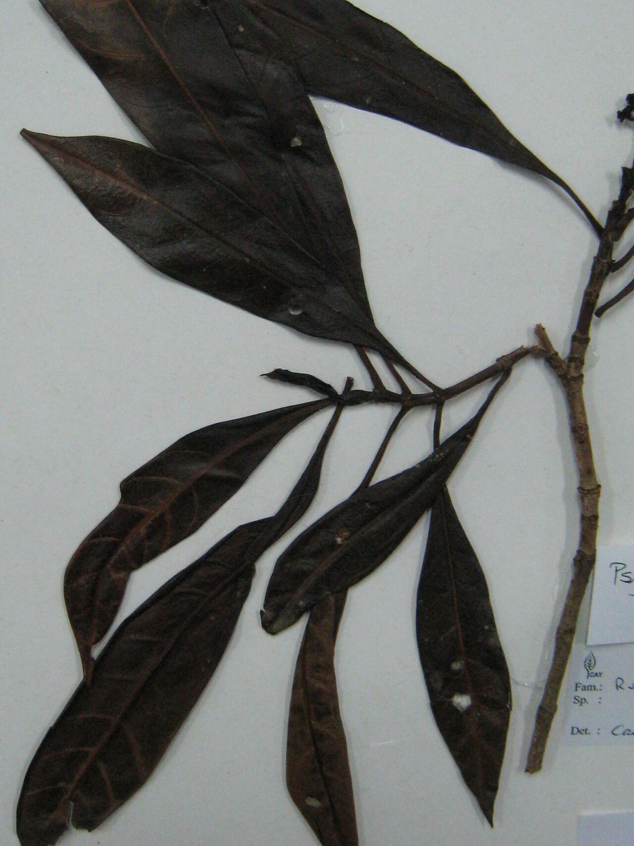 Psychotria anceps other