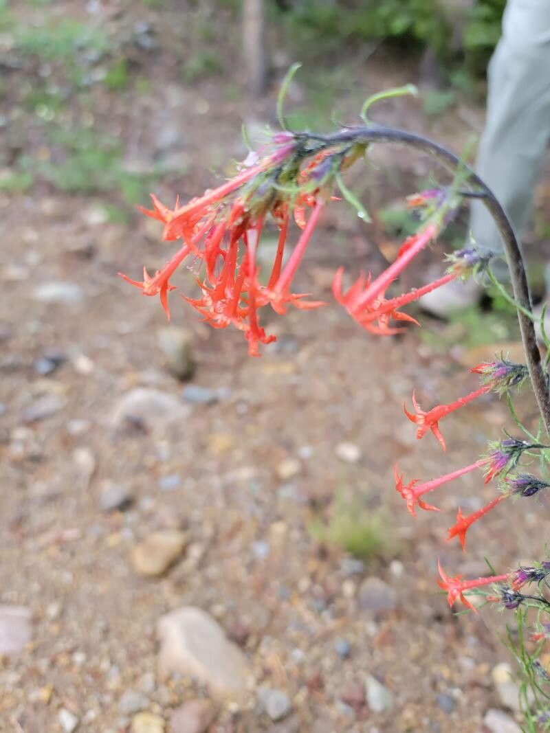 Ipomopsis aggregata flower