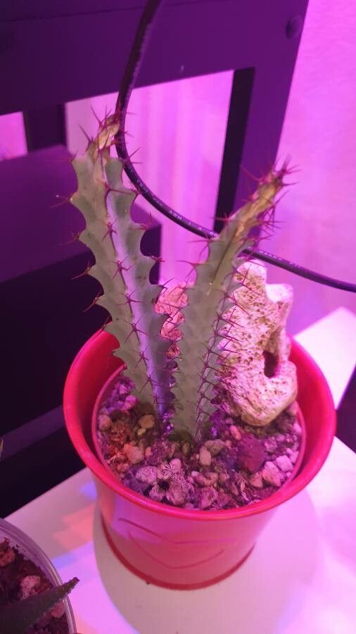 Euphorbia greenwayi leaf