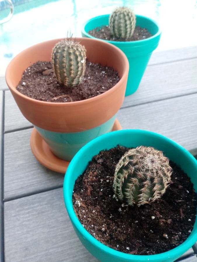 Echinocereus reichenbachii leaf